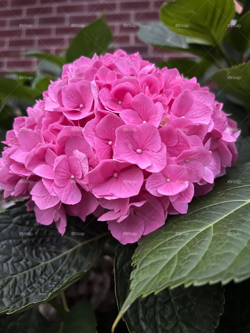 Pink Hydrangea Head