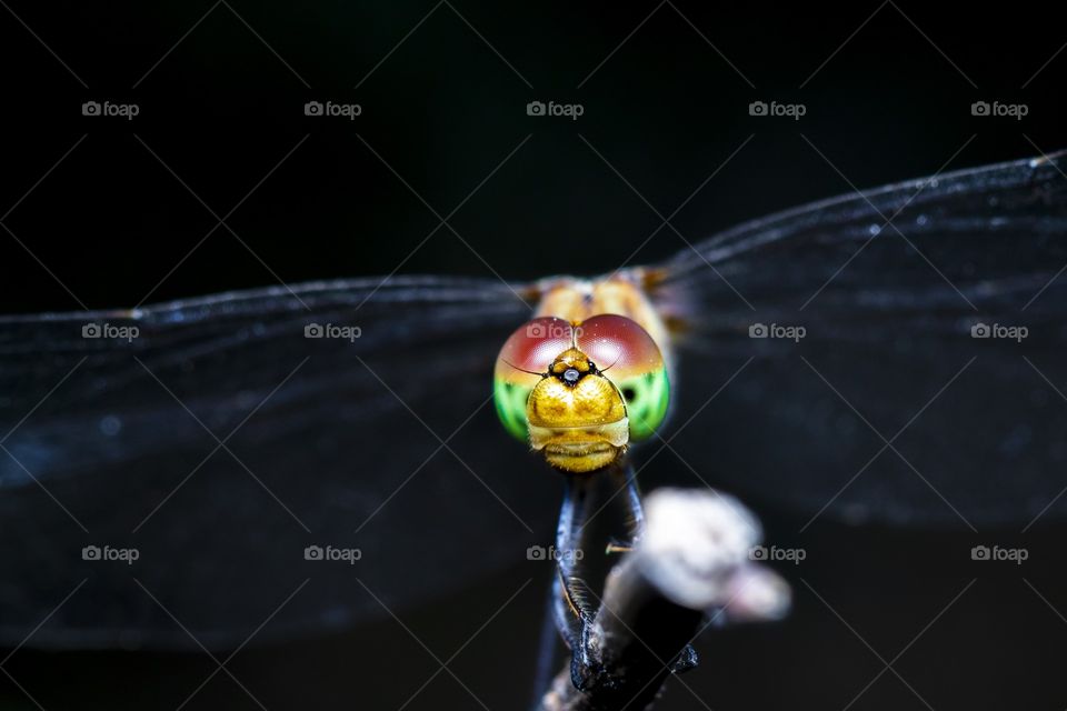 the colorful face of the dragonfly