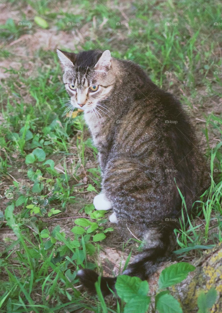 Cats of the USA!