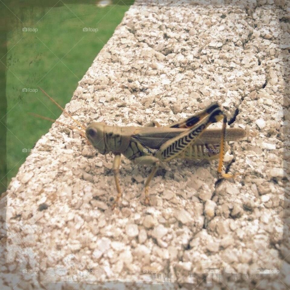 Grasshopper