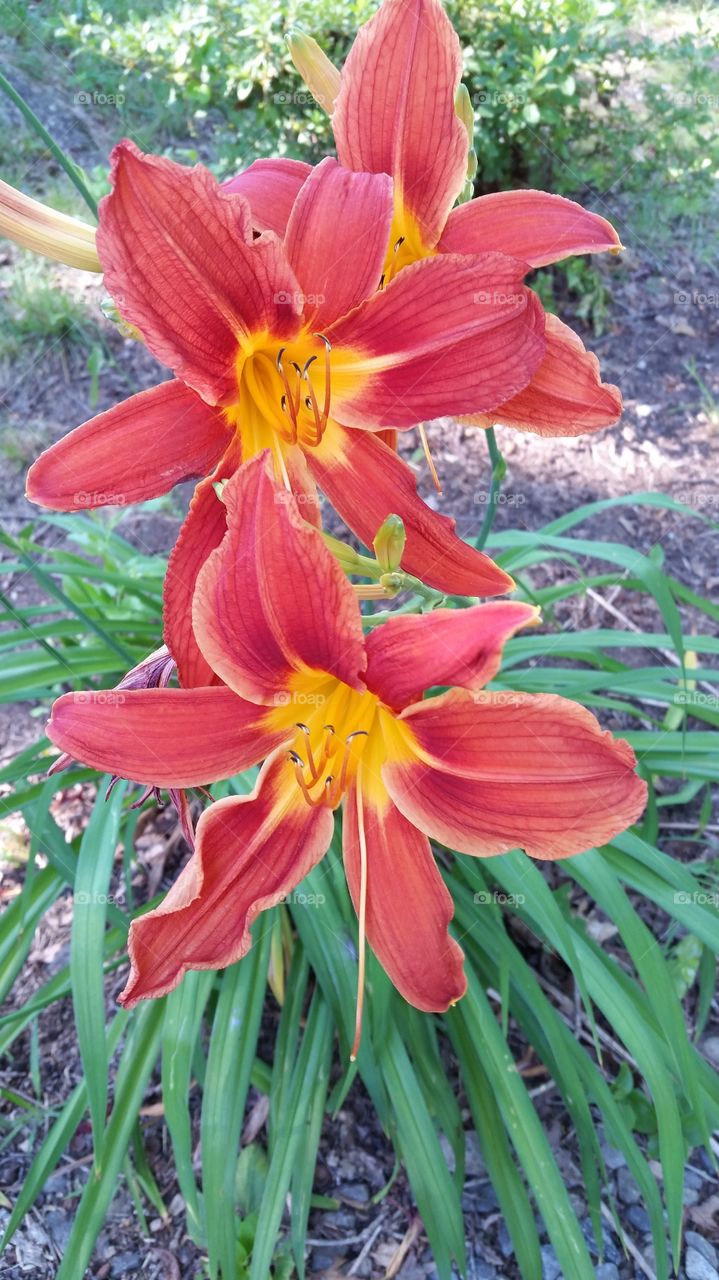 orange day lilies. taking photos in the neighborhood