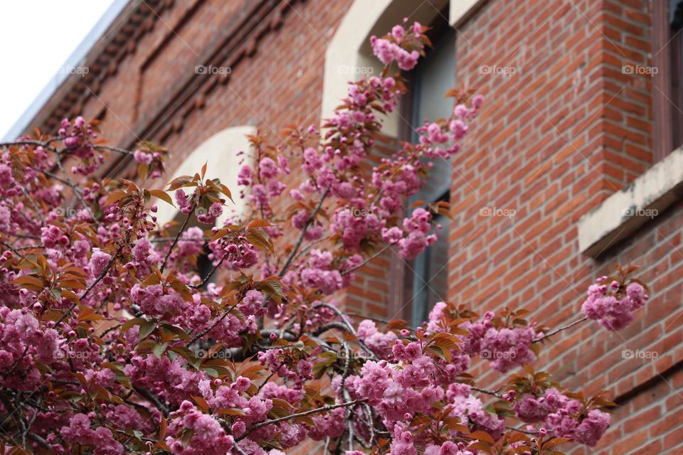 Japanese cherry tree by the windows