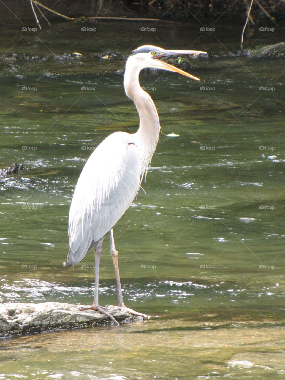 Heron