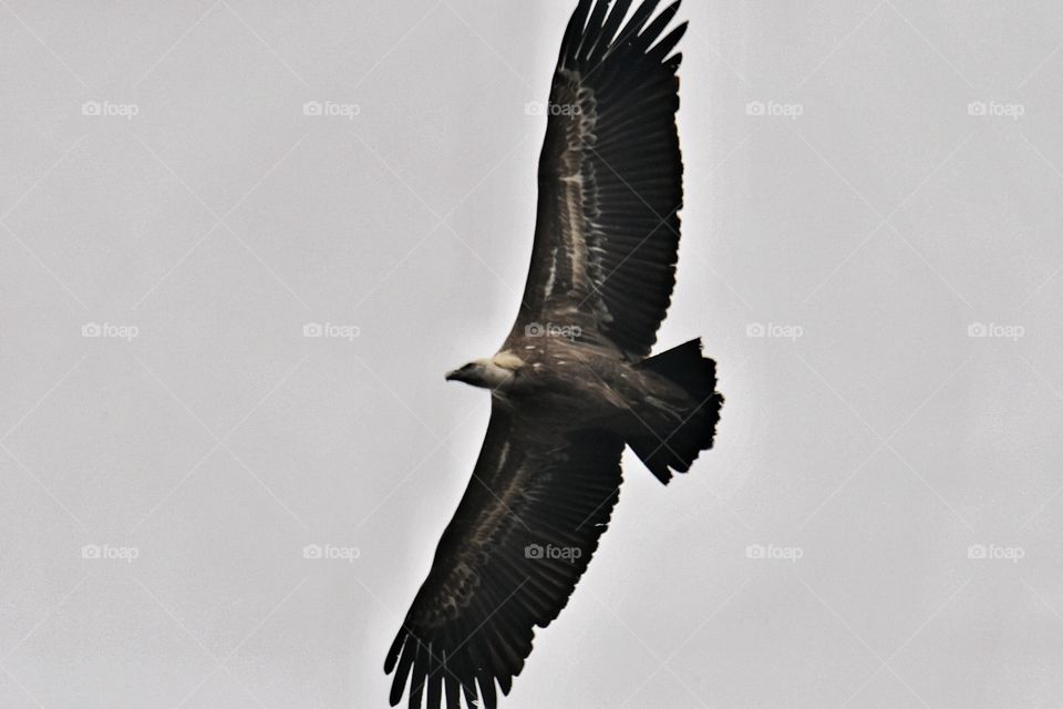 Buitre leonado 
Griffon Vulture