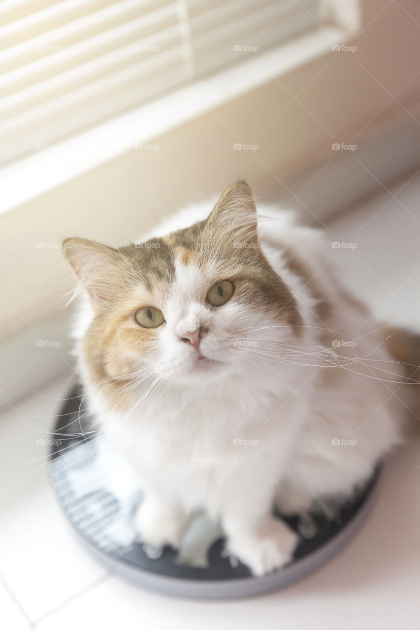 Cute fluffy cat sitting on weight scale