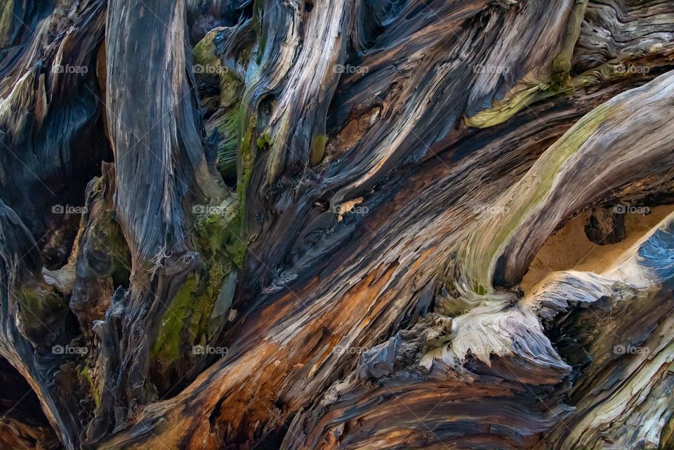Looking at the underside of tree roots. Amazing colors appear out of the shadows of this fallen Sequoia tree in CA. 