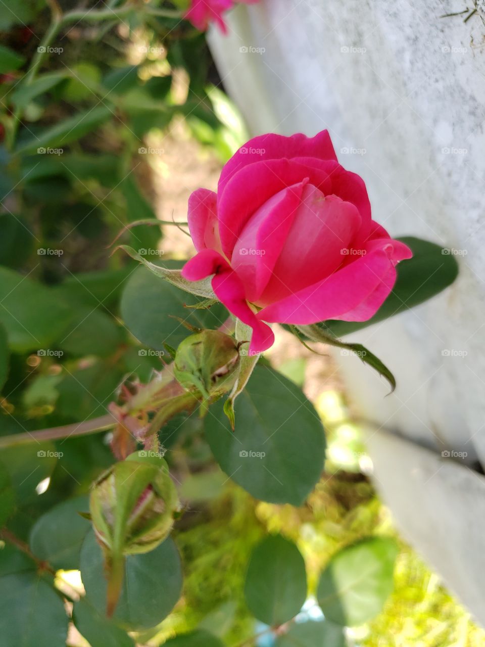 rose flower