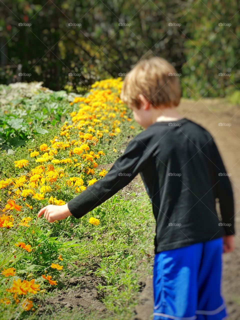 Boy Helping In The Garden. Young Farm Boy Helping to Harvest Flowers To Sell In The Market
