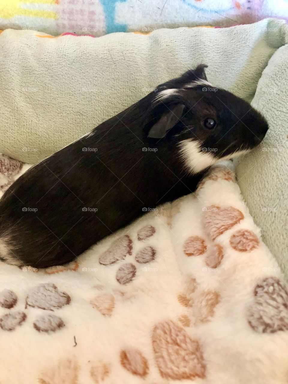 Jake my New Guinea pig ! Jake is brother to Nicky 