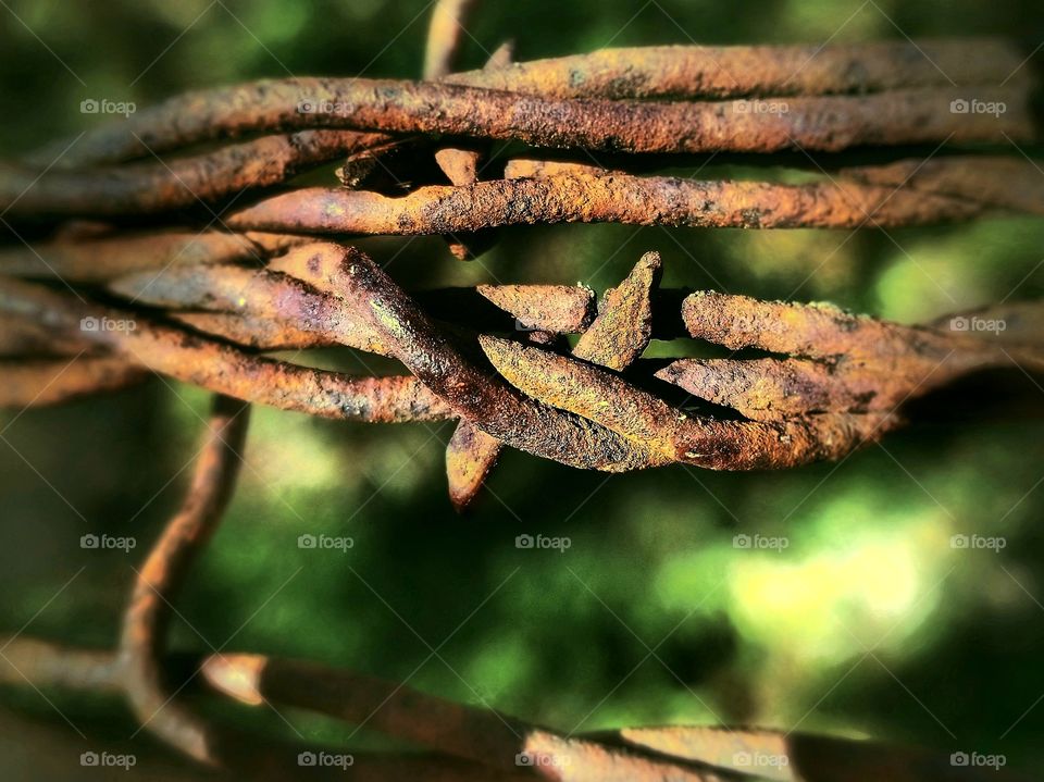 Rusty Barbed Wire