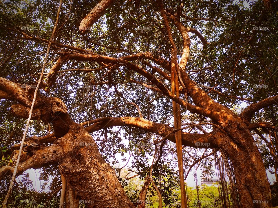 Banyan tree around with Shaniwar wada Palace Pune