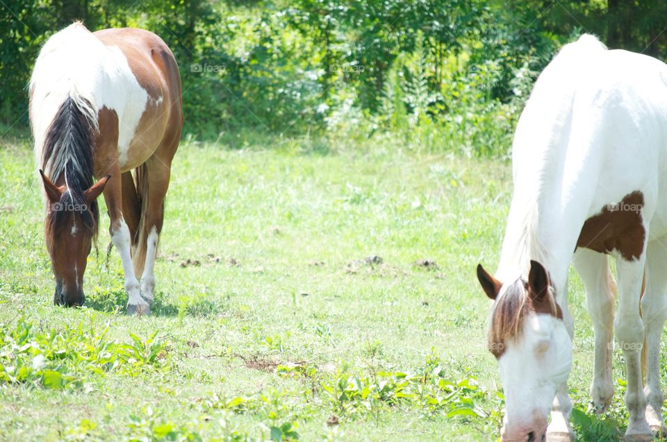 Two Horses and Three Eyes. These are two horses and the white one only has one eye. Hence the photos name. 