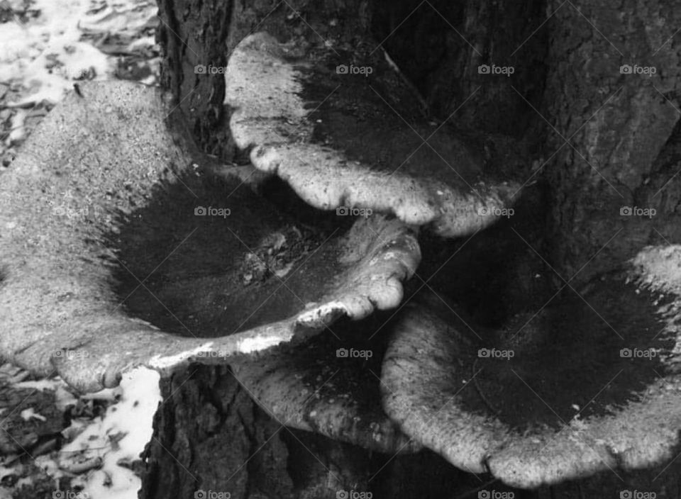Mushrooms growing from a tree trunk