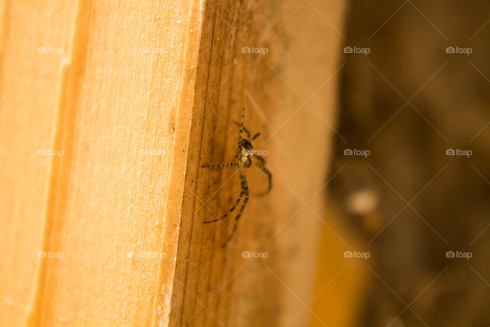 arachnid hunting at morning