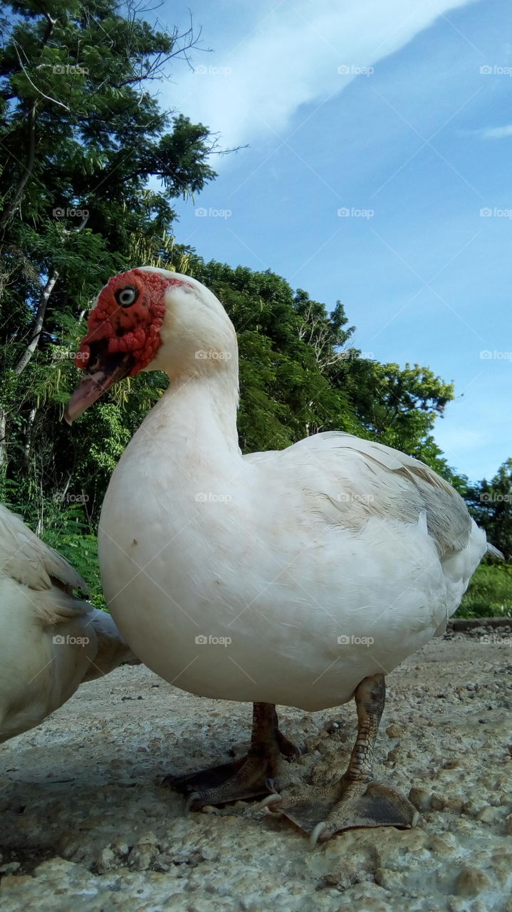 Male duck with sky and Forrest backdrop.