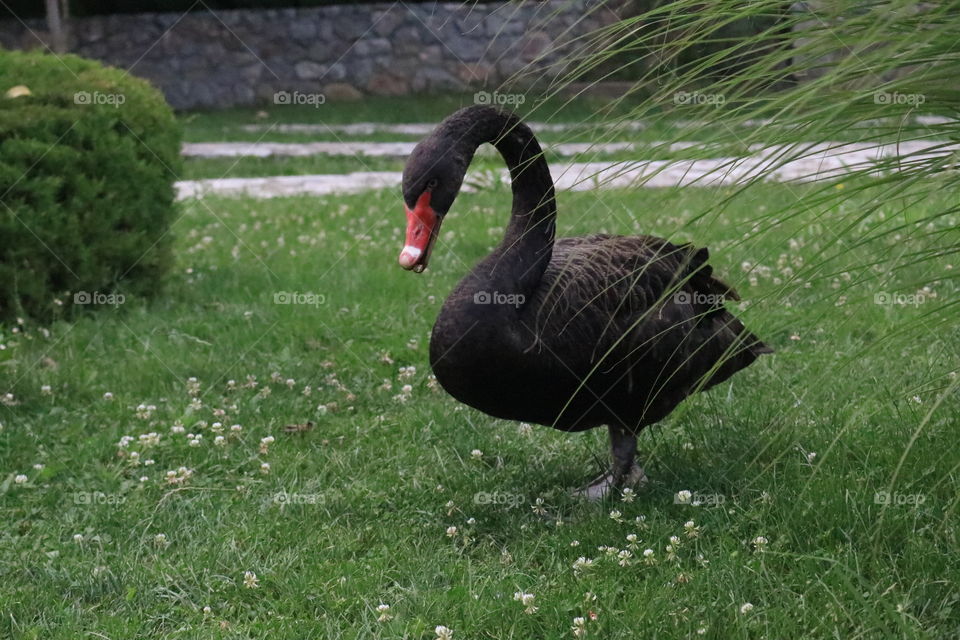 Black swan.