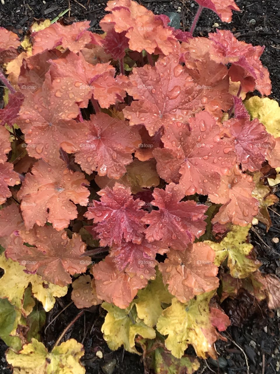 A beautiful plant in the rain.