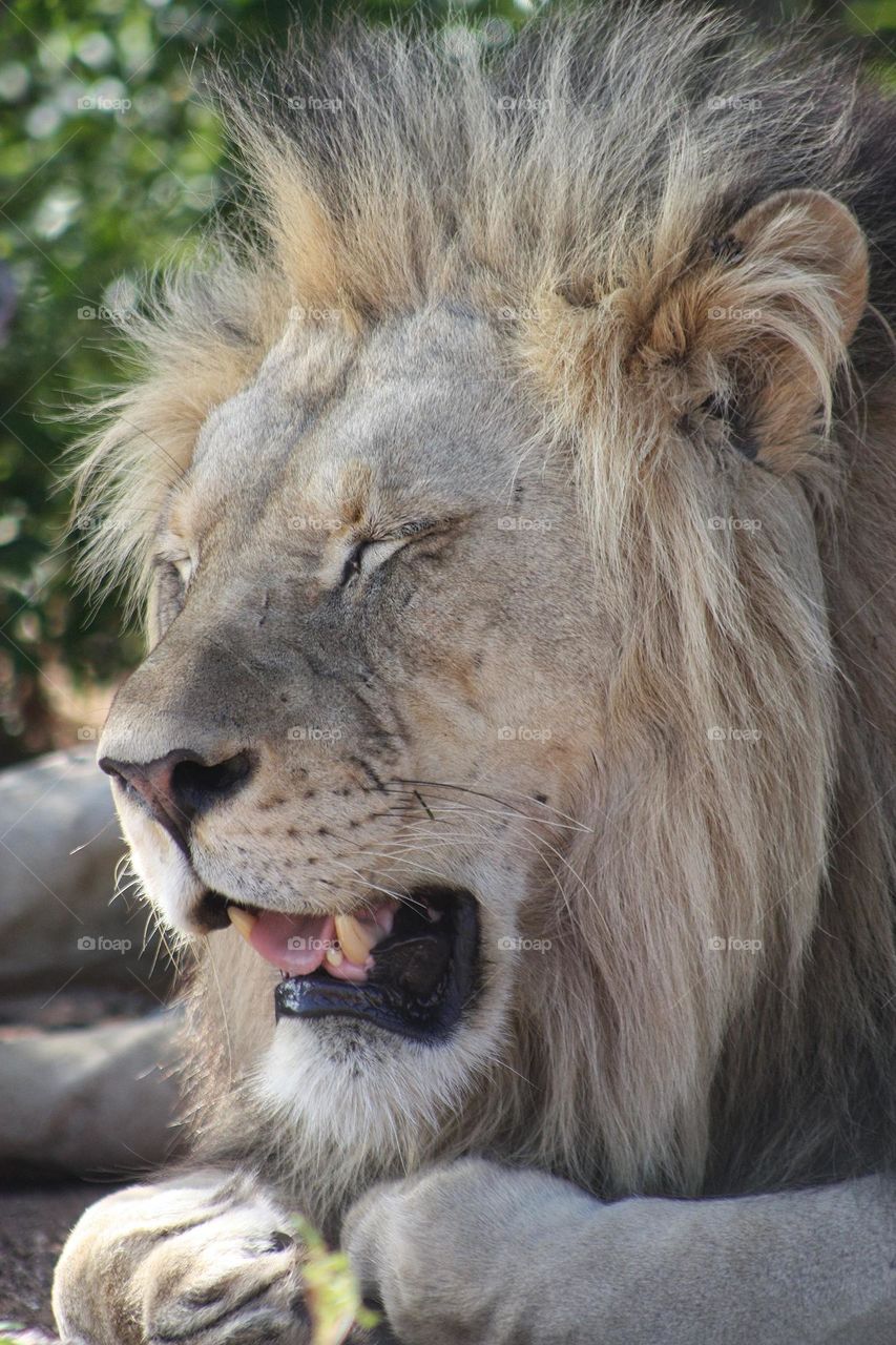 disgusted lion