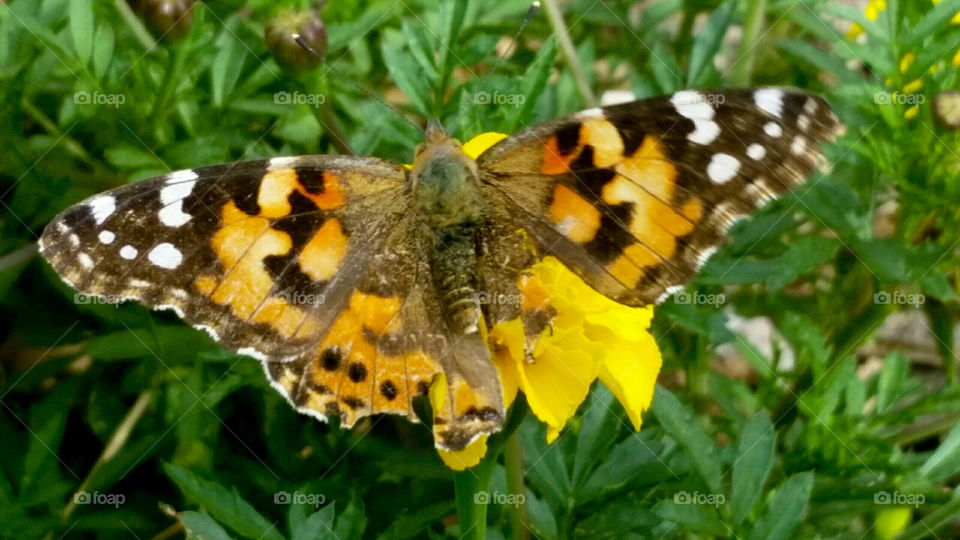 Painted Lady 4