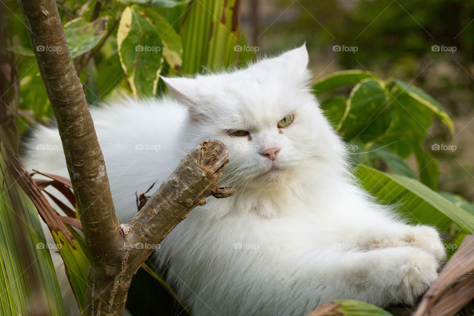 Close up of white cat