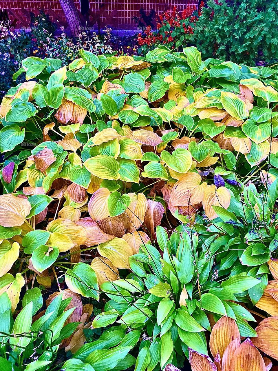 #leaves #pattern
#autumn #bush #flower #flowerbed#