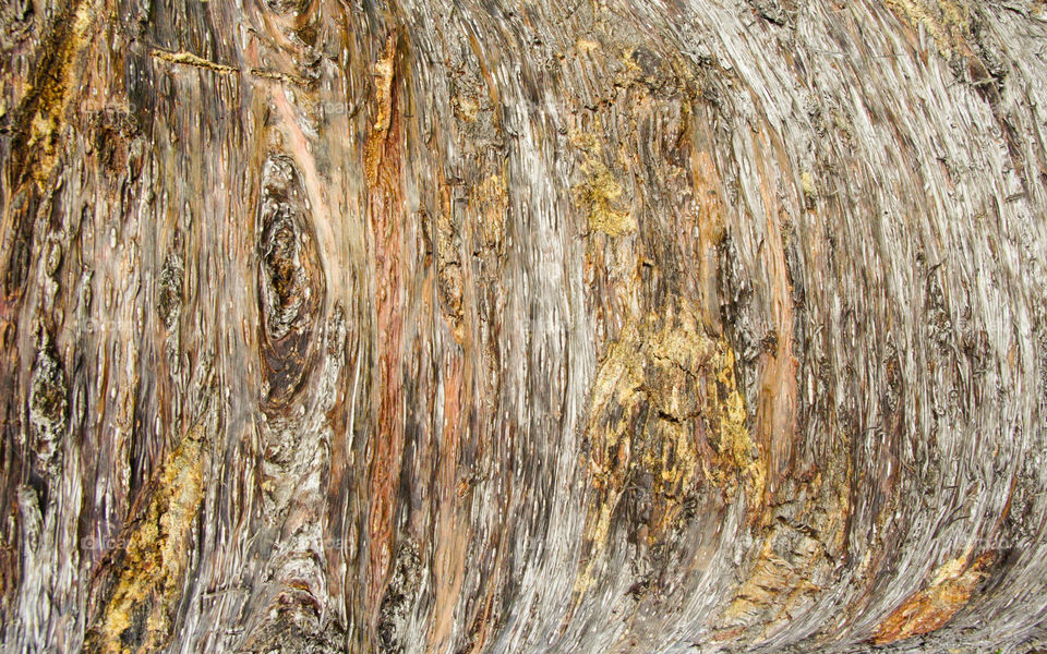 Rough tree bark