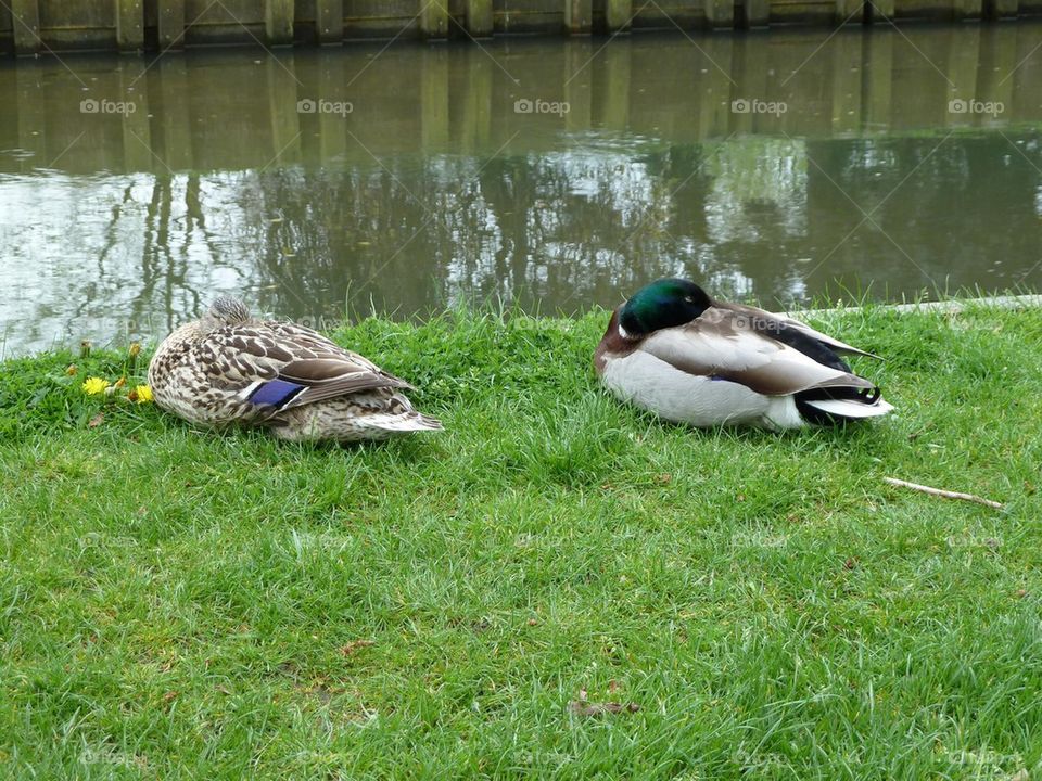 Canterbury ducks