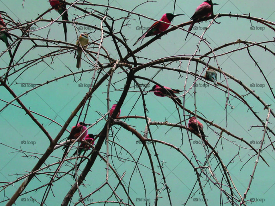 Birds on branches
