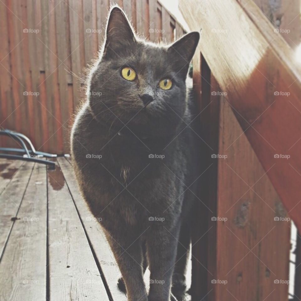Grey cat standing on a porch