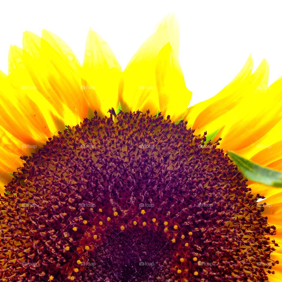 Sunflower. Sunflower closeup