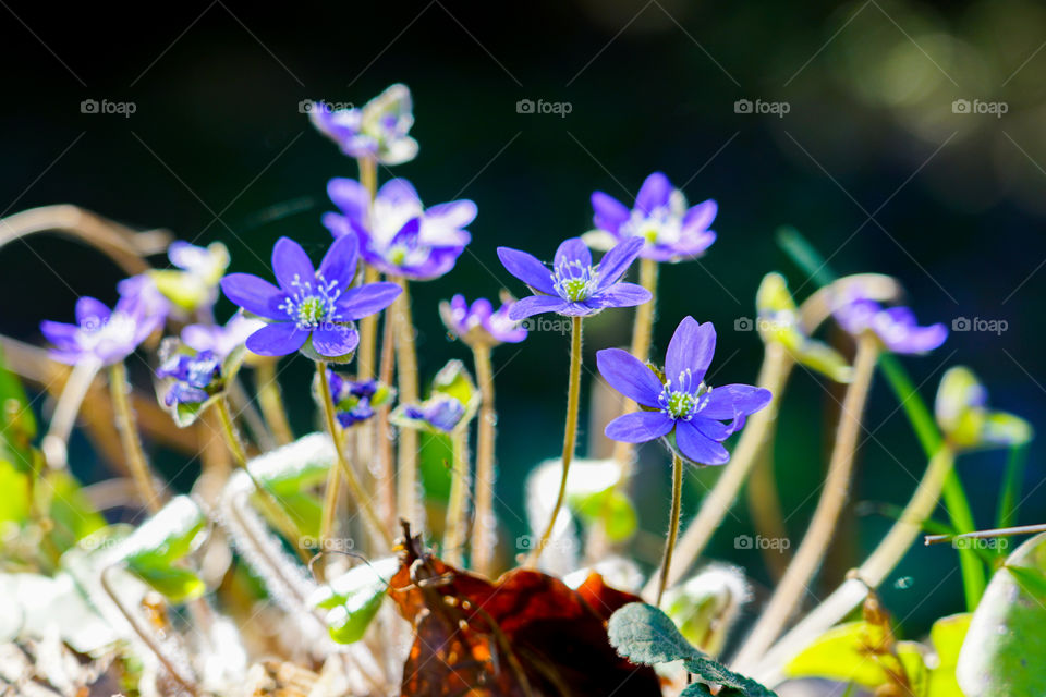blooming in the spring forest liverwort or Hepatica nobilis, surrounded with brown leaves on the wet ground