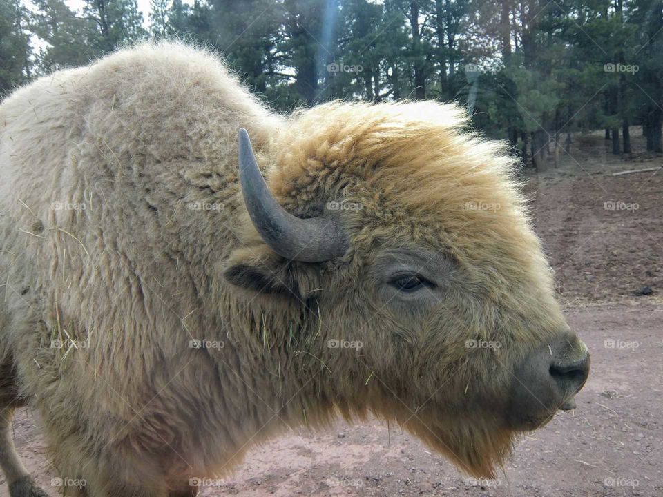 White buffalo