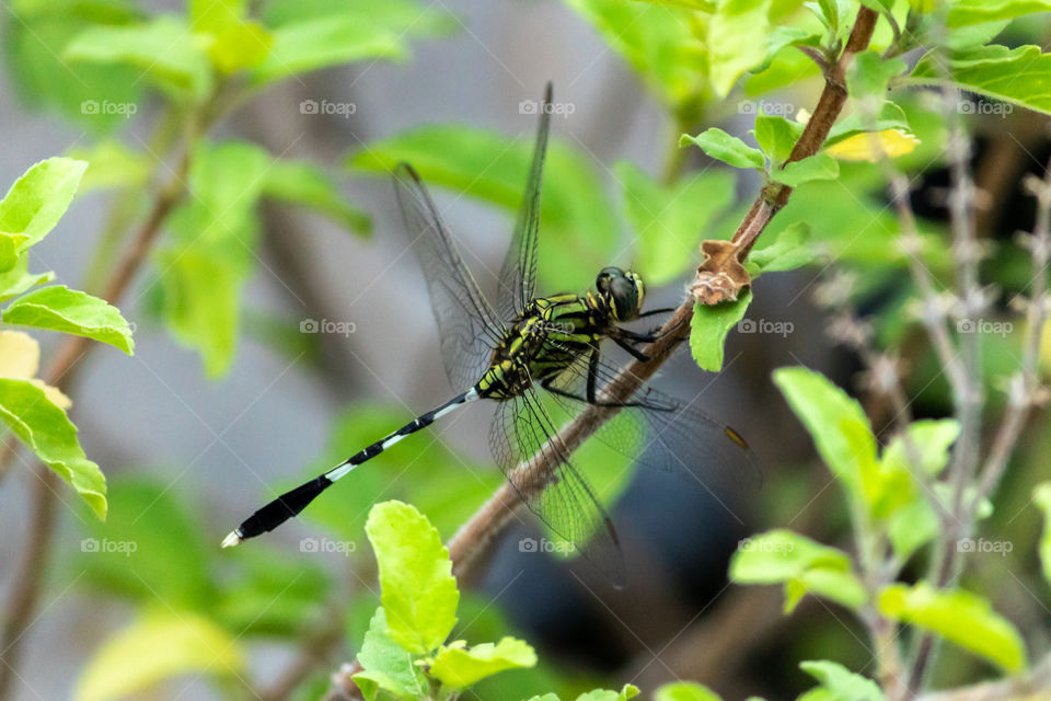 Beautiful Dragonfly