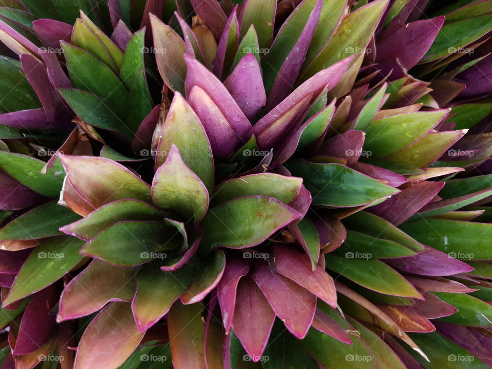 Moses in the cradle plant