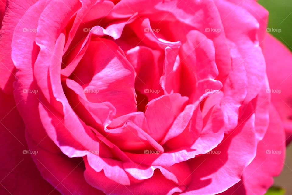 A beautiful pink rose in summer time in Connecticut