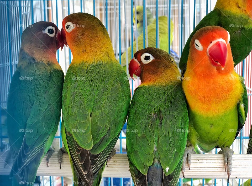 Lovely parrots in jail