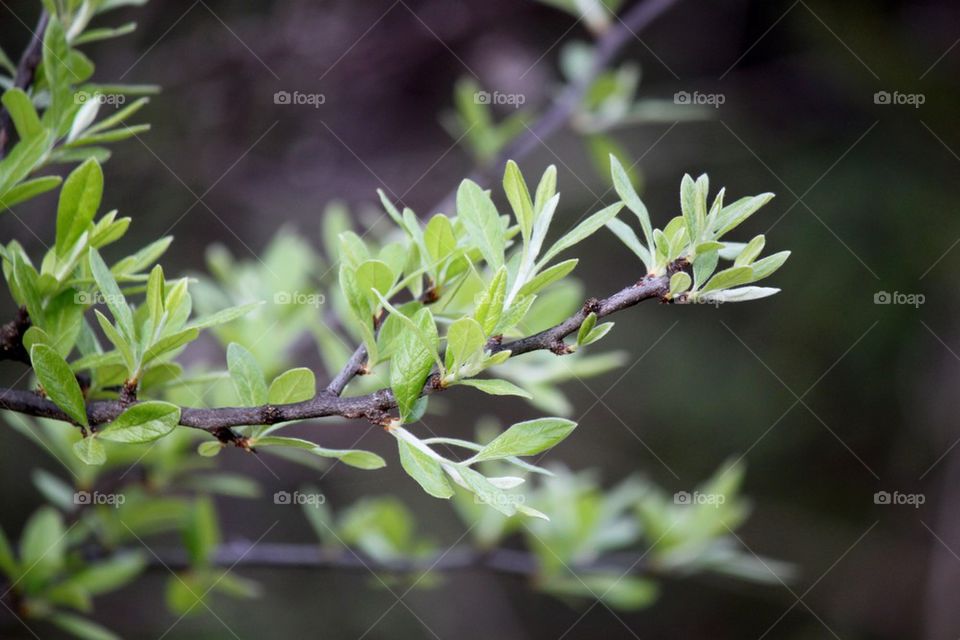 Budding Tree