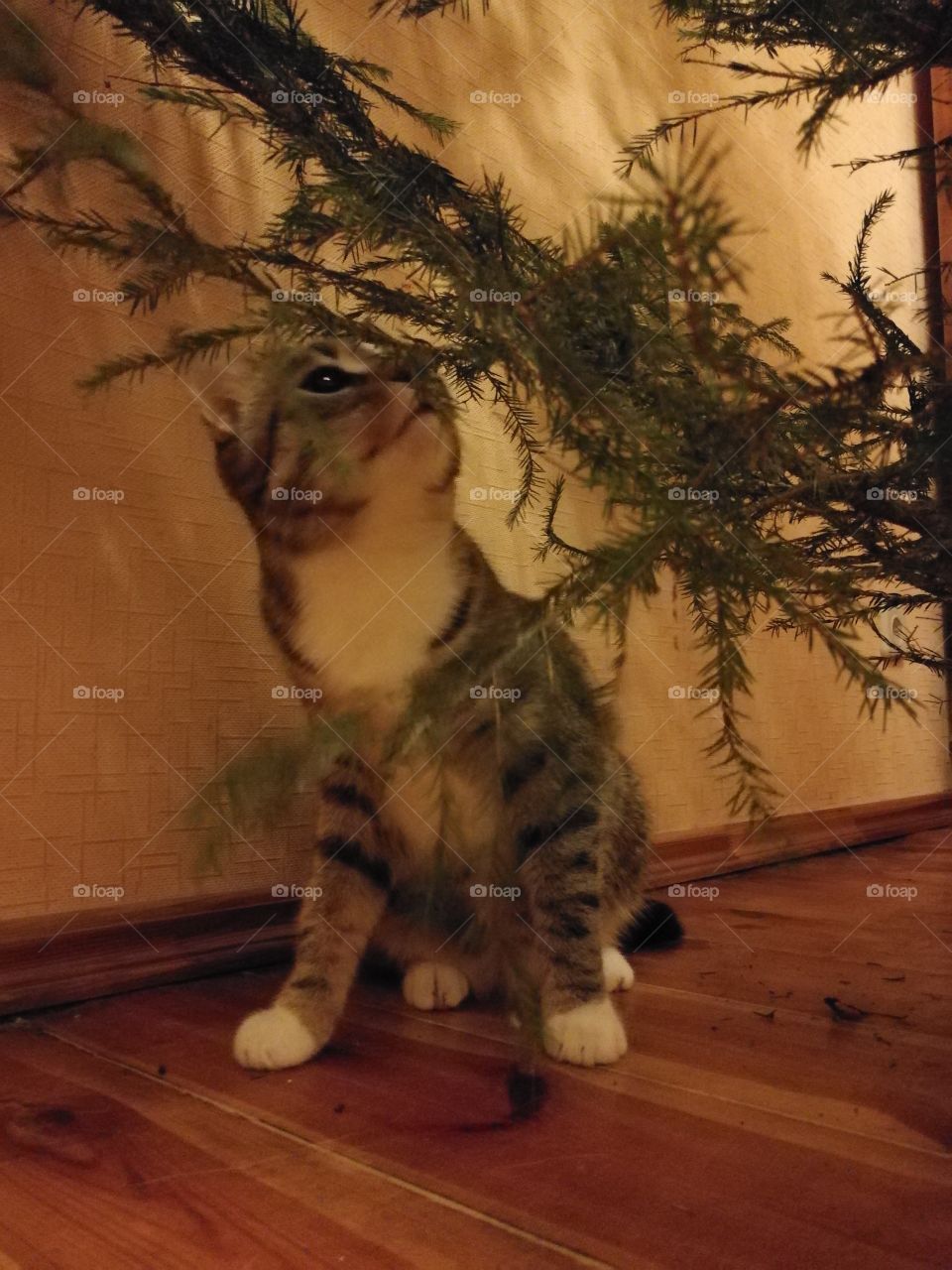 Kitty under the Christmas tree