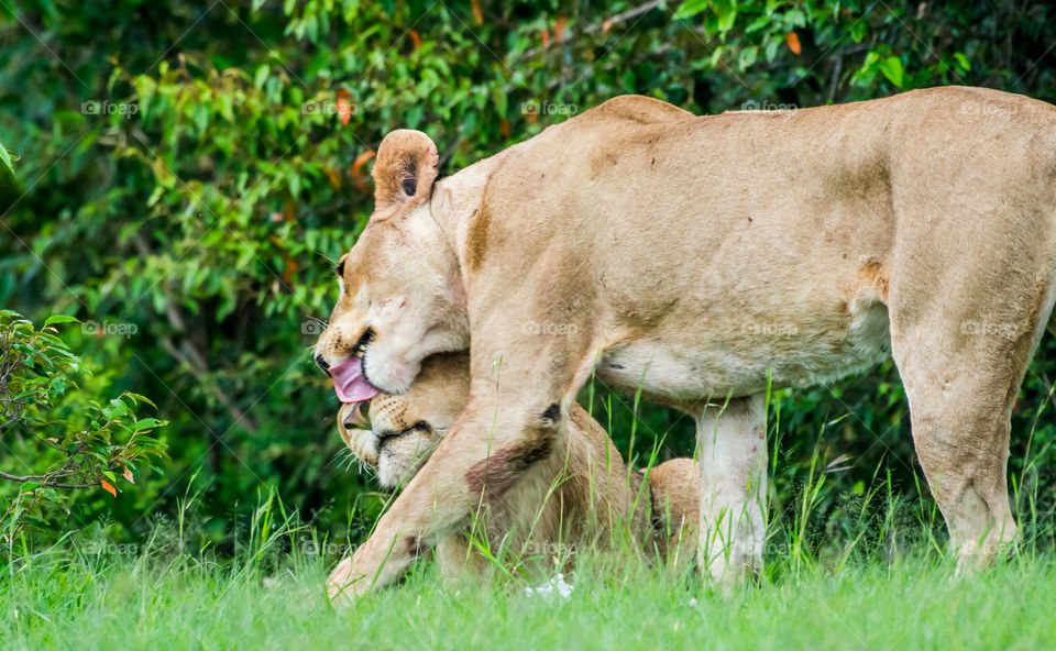 East African Lion (Panthera leo melanochaita)_Masai Mara, Kenya