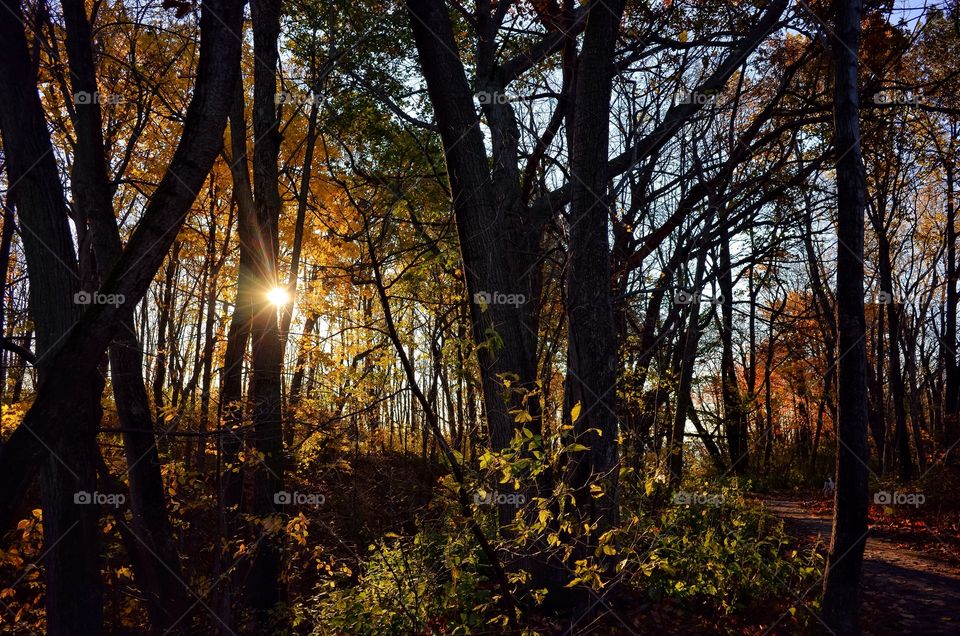 Sunlight streaming through autumn forest