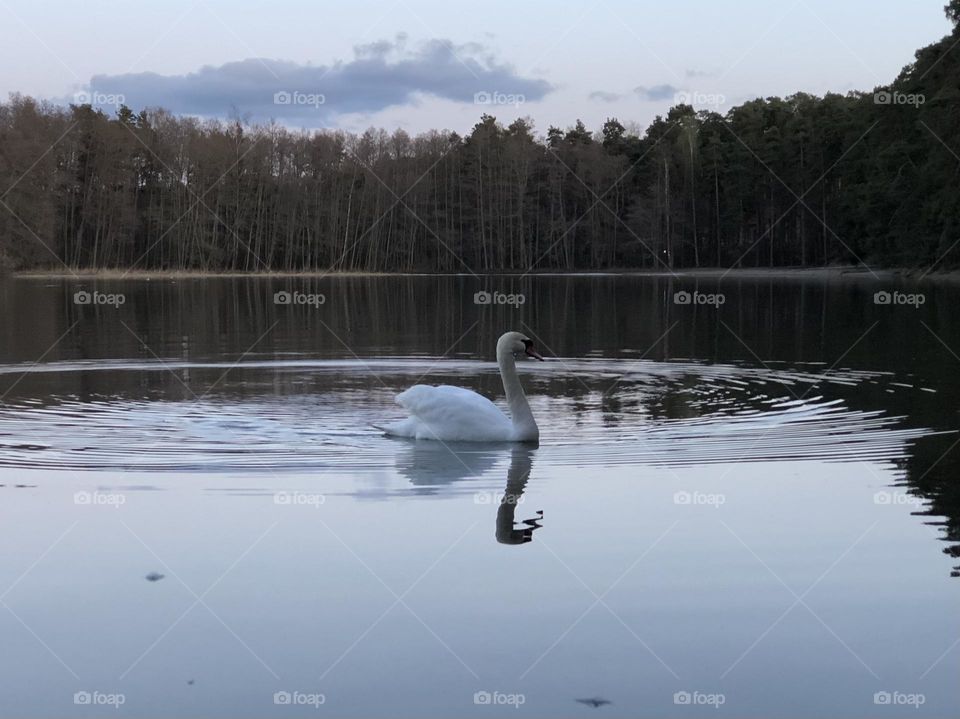 Swan swimming 