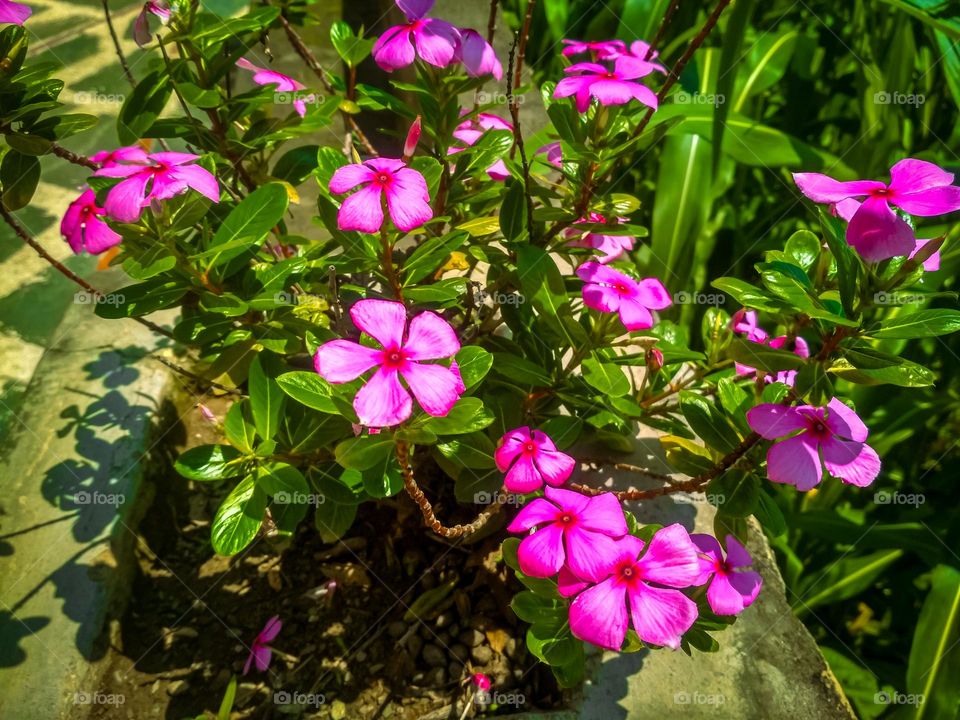 amazing pink flowers