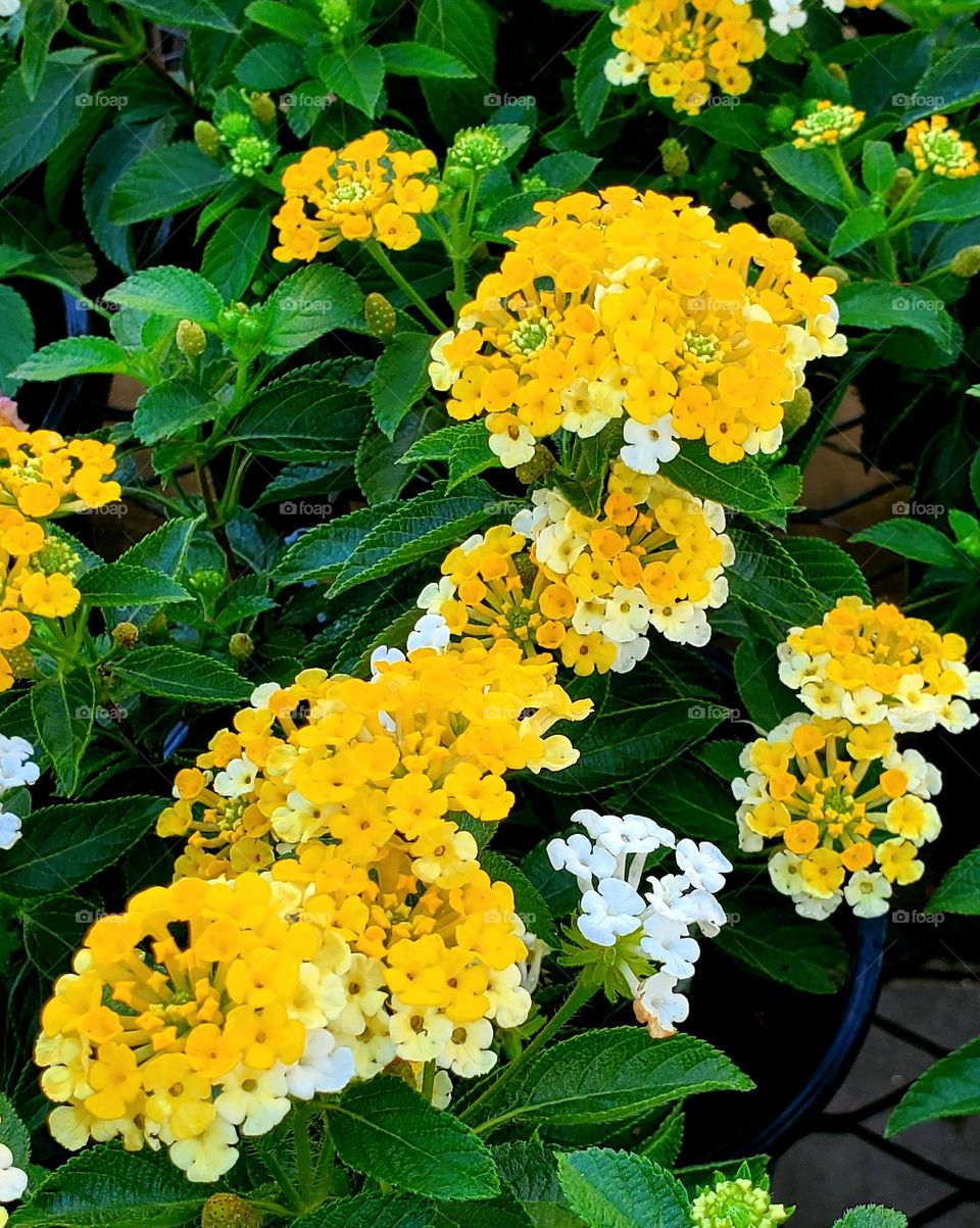 Yellow Flowers in the Garden