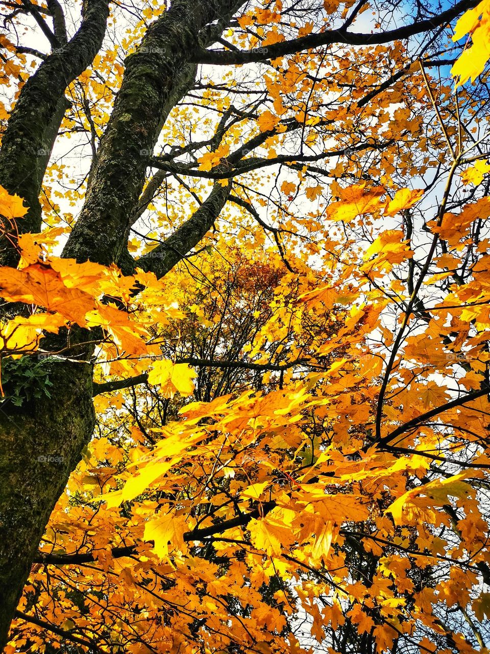 Beautiful autumn tree with the sun on them