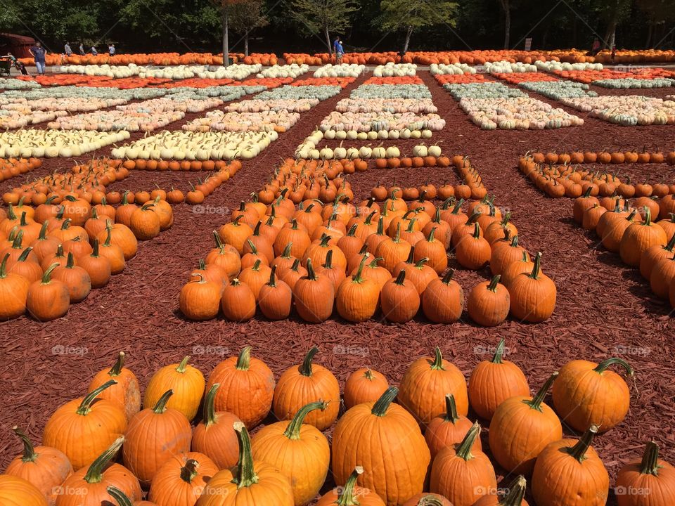 Pumpkins all in a row