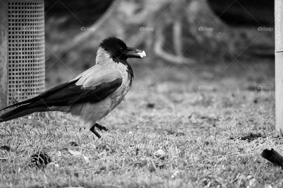 Raven have a snack in the park