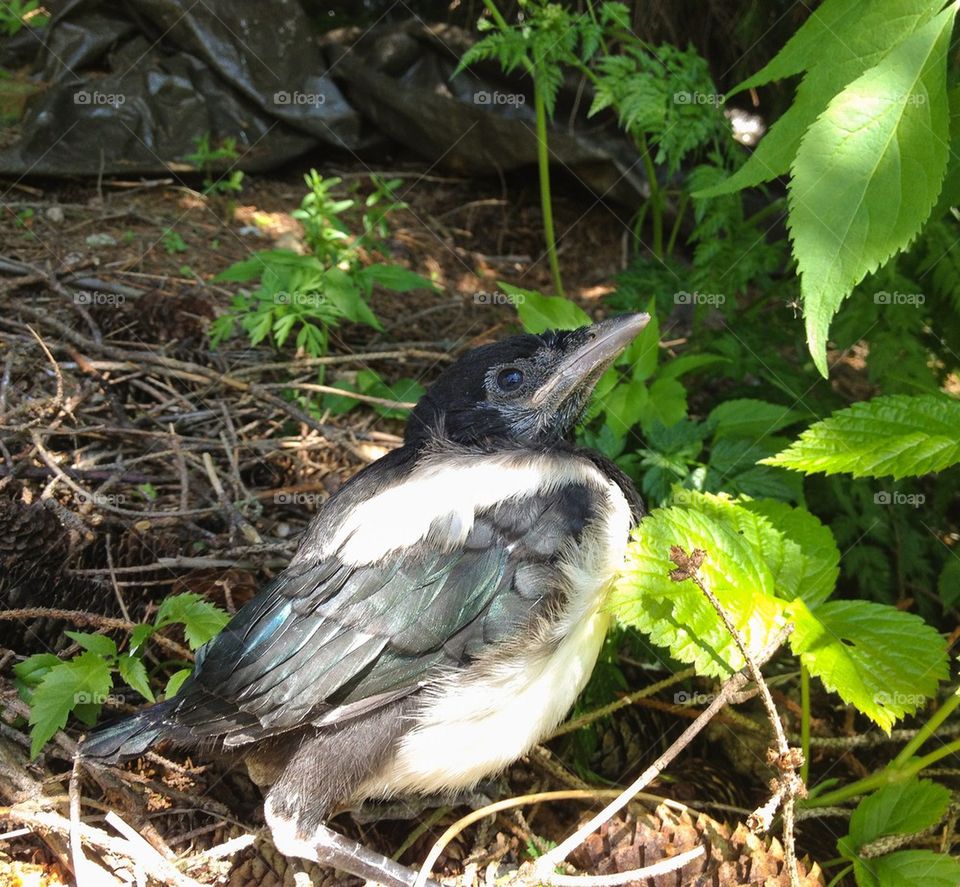 Magpie