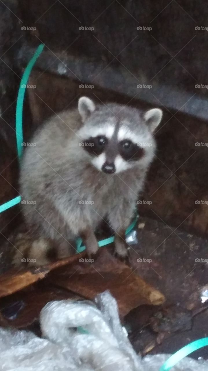 raccoon in dumpster