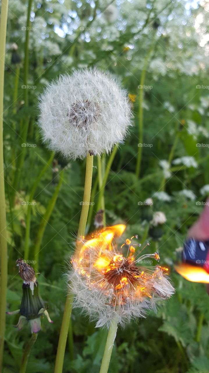 dandelion in fire