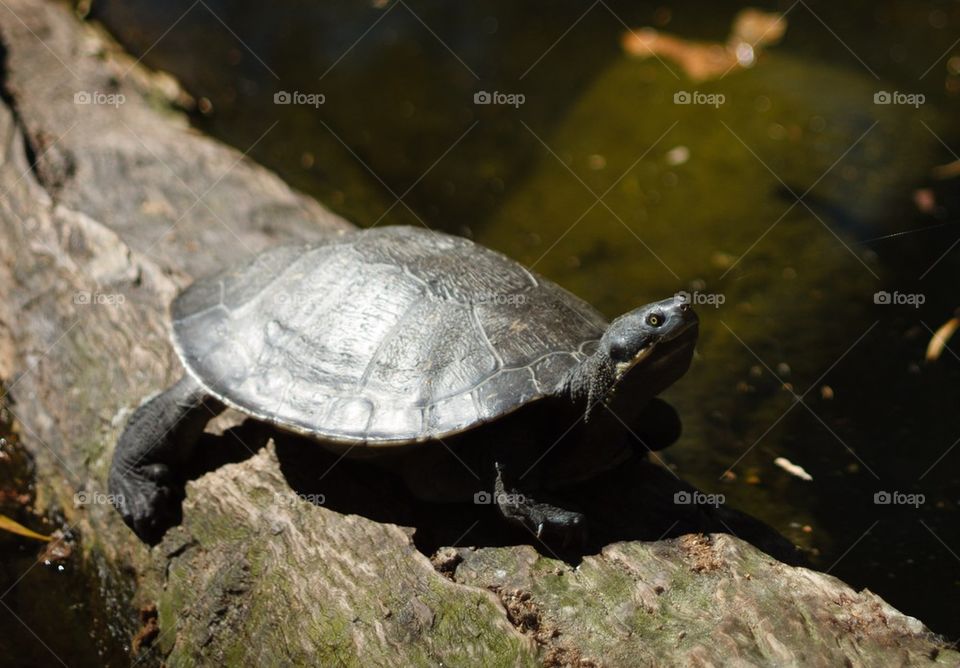 Turtle in the sun